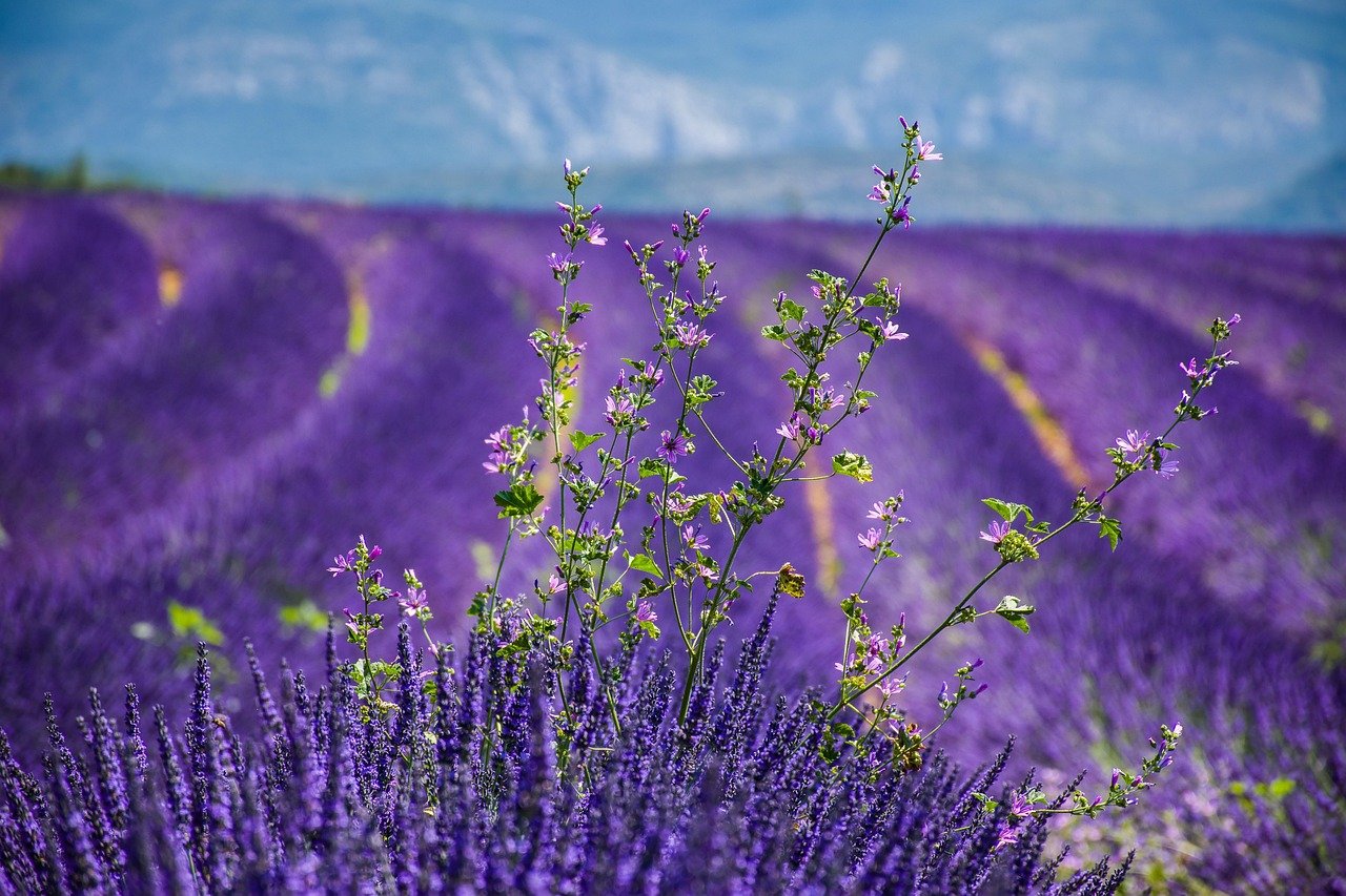 France vs Italy: Pick Your Perfect European Escape